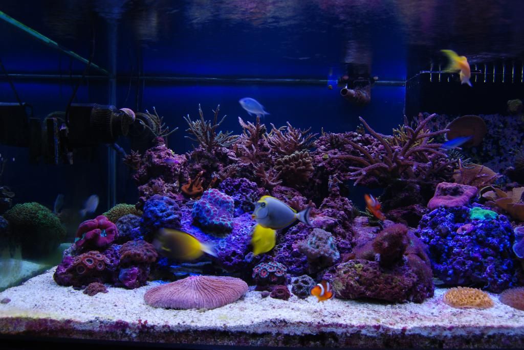 our 375g reef tank build fish room page 29 reef online christmas radion